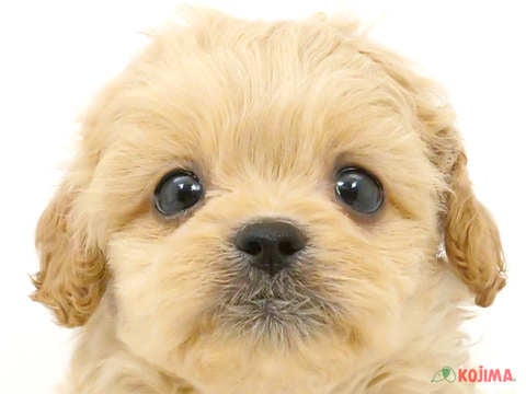 千葉県のハーフ犬 (コジマ松戸店/2024年4月5日生まれ/男の子/クリーム)の子犬
