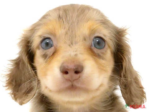 東京都のカニンヘンダックスフンド(ロング) (コジマGRAND亀戸店/2024年4月10日生まれ/女の子/チョコレートダップル)の子犬