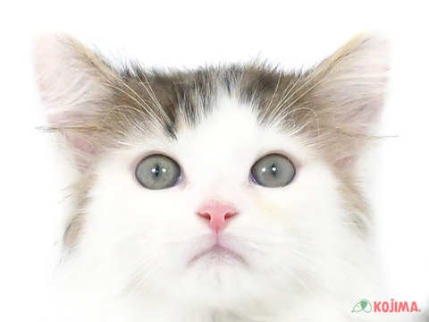 東京都のノルウェージャンフォレストキャット (コジマ国領店/2024年4月10日生まれ/女の子/ブラウンタビーホワイト)の子猫