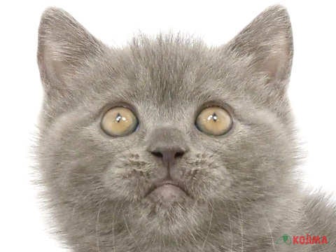 東京都のブリティッシュショートヘアー (コジマ国立店/2024年4月10日生まれ/男の子/ブルー)の子猫