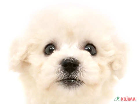 茨城県のビションフリーゼ (コジマイーアスつくば店/2024年4月1日生まれ/女の子/ホワイト)の子犬