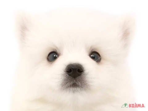 東京都の日本スピッツ (コジマ目黒店/2024年4月8日生まれ/男の子/ホワイト)の子犬