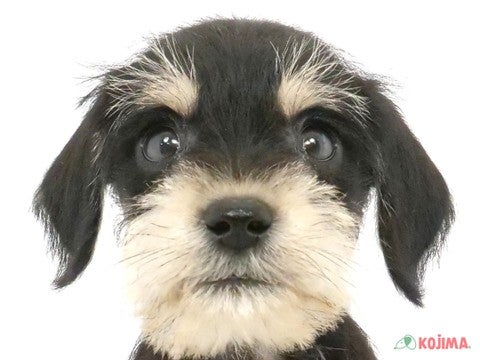 東京都のミニチュアシュナウザー (コジマソコラ用賀店/2024年4月4日生まれ/女の子/ブラックシルバー)の子犬