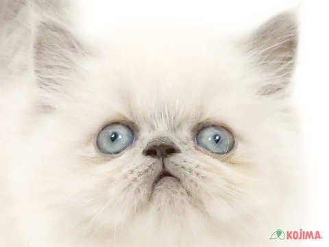 茨城県のヒマラヤン (コジマイーアスつくば店/2024年2月27日生まれ/女の子/ブルーポイント)の子猫