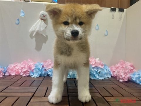 2024年3月22日生まれの秋田犬の3枚目の写真