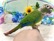 ホオミドリアカオウロコインコ