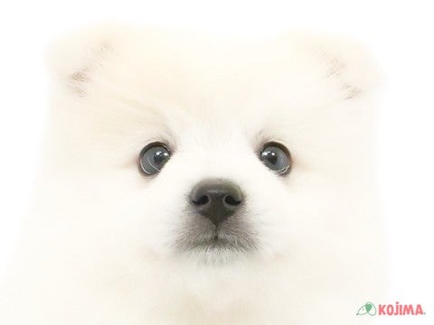 千葉県の日本スピッツ (コジマアリオ柏店/2024年4月14日生まれ/女の子/ホワイト)の子犬