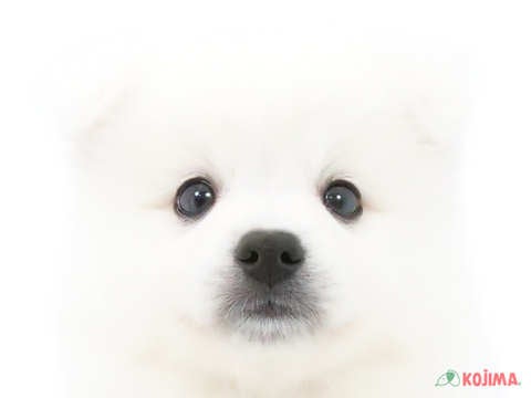 神奈川県の日本スピッツ (コジマ横浜青葉店/2024年4月14日生まれ/男の子/ホワイト)の子犬