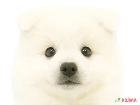東京都の日本スピッツ (コジマ府中店/2024年4月14日生まれ/男の子/ホワイト)の子犬
