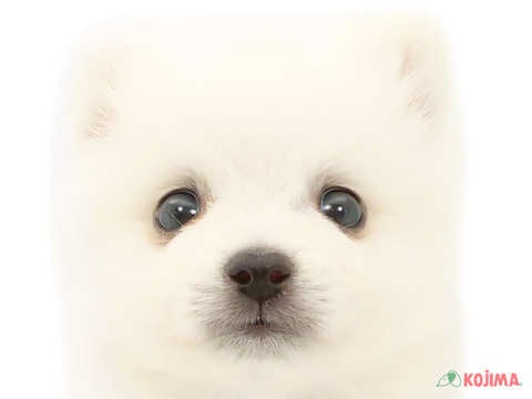 神奈川県の日本スピッツ (コジマニトリモール相模原店/2024年4月13日生まれ/男の子/ホワイト)の子犬
