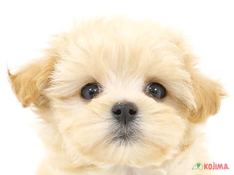 東京都のマルプー(マルチーズ×プードル) (コジマ六本木店/2024年4月13日生まれ/女の子/アプリコット)の子犬