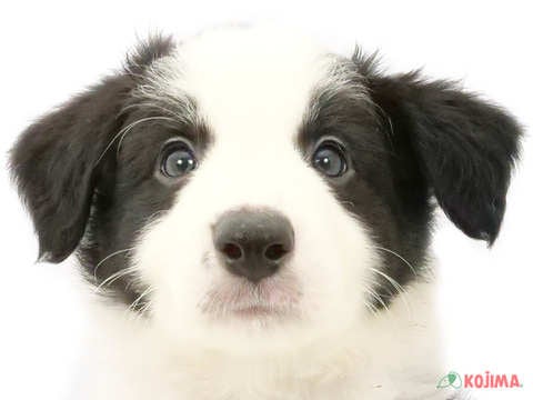 東京都のボーダーコリー (コジマ国分寺店/2024年4月13日生まれ/男の子/ブラックホワイト)の子犬