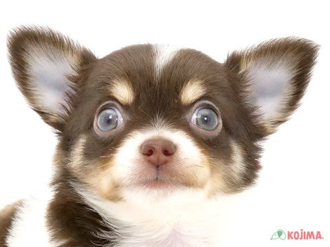 東京都のチワワ(ロング) (コジマ西篠崎店/2024年4月13日生まれ/男の子/チョコレートタンホワイト)の子犬