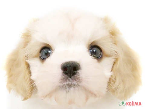 埼玉県のハーフ犬 (コジマ大宮店/2024年4月13日生まれ/女の子/ブラウンホワイト)の子犬