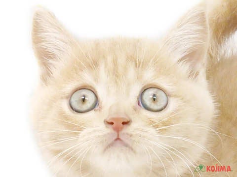 埼玉県のブリティッシュショートヘアー (コジマ三郷店/2024年4月12日生まれ/男の子/クリームタビー)の子猫
