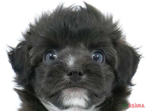 東京都のチワプー/プーチー(チワワ×プードル) (コジマ国領店/2024年4月7日生まれ/女の子/ブラックブラウンホワイト)の子犬