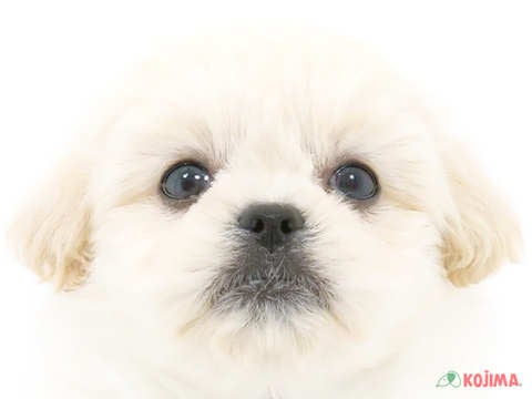 東京都のペキプー(ペキニーズ×プードル) (コジマ町田店/2024年4月13日生まれ/男の子/クリームホワイト)の子犬