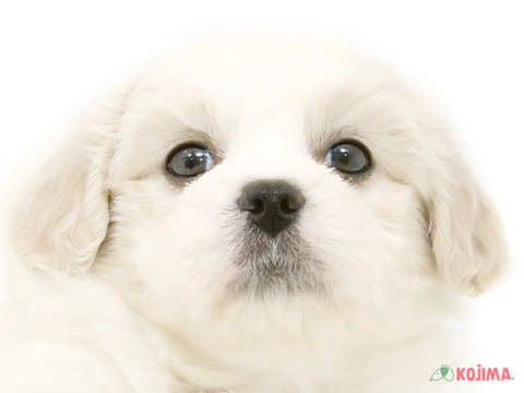 埼玉県のペキプー(ペキニーズ×プードル) (コジマ大宮店/2024年4月13日生まれ/女の子/クリームホワイト)の子犬