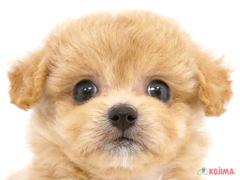 東京都のチワプー/プーチー(チワワ×プードル) (コジマ六本木店/2024年4月12日生まれ/女の子/アプリコット)の子犬