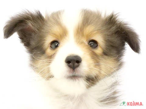 東京都のシェットランドシープドッグ (コジマ竹ノ塚店/2024年4月14日生まれ/男の子/セーブルホワイト)の子犬
