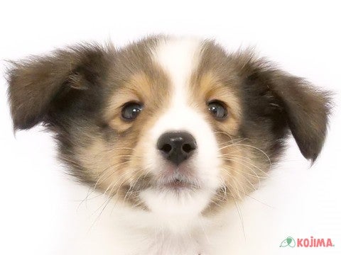 埼玉県のシェットランドシープドッグ (コジマ戸田公園店/2024年4月14日生まれ/男の子/セーブルホワイト)の子犬