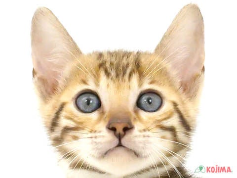 神奈川県のベンガル (コジマアリオ橋本店/2024年4月7日生まれ/男の子/ブラウンスポットタビー)の子猫