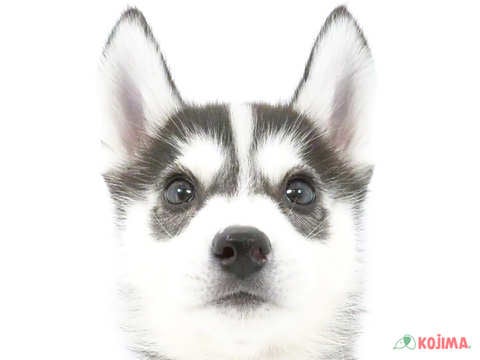 東京都のシベリアンハスキー (コジマ練馬店/2024年4月13日生まれ/男の子/ブラックホワイト)の子犬