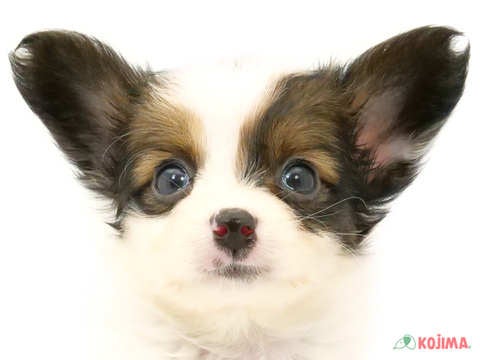 千葉県のパピヨン (コジマアリオ柏店/2024年4月14日生まれ/女の子/ホワイトブラウン)の子犬