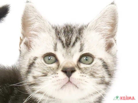 東京都のアメリカンショートヘアー (コジマ国分寺店/2024年4月14日生まれ/女の子/シルバータビー)の子猫