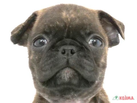 東京都のハーフ犬 (コジマ阿佐ヶ谷店/2024年4月14日生まれ/女の子/ブリンドル)の子犬