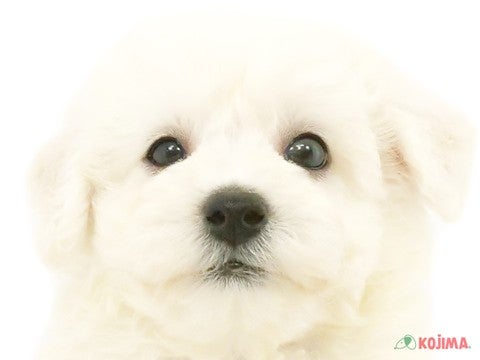 東京都のビションフリーゼ (コジマアリオ葛西店/2024年4月13日生まれ/男の子/ホワイト)の子犬