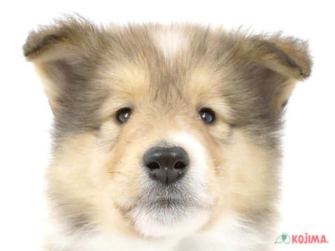 東京都のボーダーコリー (コジマアリオ北砂店/2024年4月12日生まれ/女の子/セーブルホワイト)の子犬