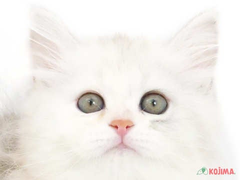 東京都のミヌエット (コジママチノマ大森店/2024年4月14日生まれ/女の子/シルバーパッチドタビー)の子猫