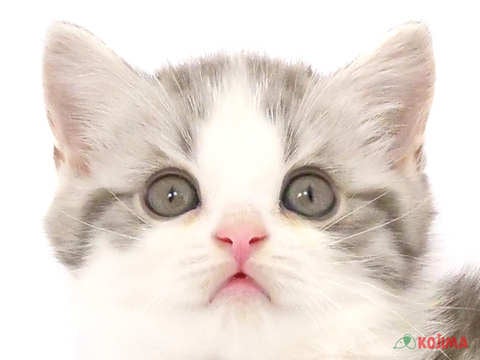 東京都のスコティッシュストレート (コジマ阿佐ヶ谷店/2024年4月14日生まれ/男の子/ブルータビーホワイト)の子猫