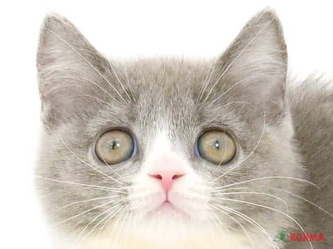 茨城県のブリティッシュショートヘアー (コジマイーアスつくば店/2024年4月5日生まれ/男の子/ブルーホワイト)の子猫