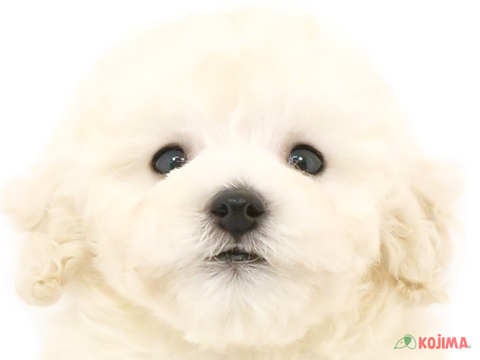 茨城県のトイプードル(トイ) (コジマイーアスつくば店/2024年4月14日生まれ/男の子/ホワイト)の子犬