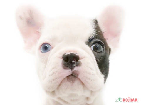 東京都のハーフ犬 (コジマ竹ノ塚店/2024年4月14日生まれ/女の子/ボストンカラー)の子犬