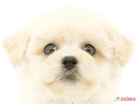 東京都のマルプー(マルチーズ×プードル) (コジマ新小岩店/2024年4月14日生まれ/男の子/クリーム)の子犬