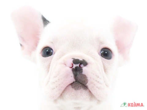 埼玉県のハーフ犬 (コジマ三郷店/2024年4月14日生まれ/男の子/ボストンカラー)の子犬