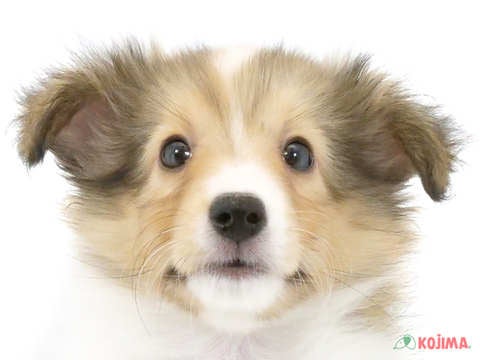 埼玉県のシェットランドシープドッグ (コジマ和光店/2024年4月12日生まれ/女の子/セーブルホワイト)の子犬
