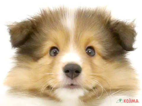 東京都のシェットランドシープドッグ (コジマソコラ用賀店/2024年4月10日生まれ/男の子/セーブルホワイト)の子犬
