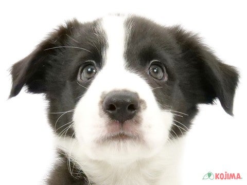 千葉県のボーダーコリー (コジマ松戸店/2024年4月11日生まれ/男の子/ブラックホワイト)の子犬