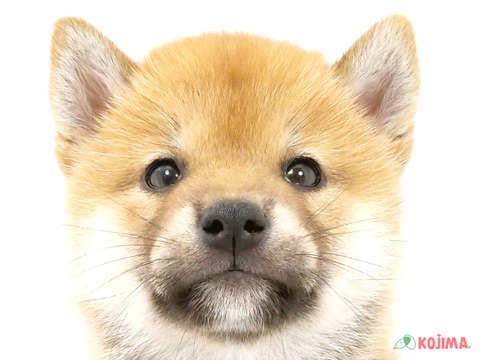 千葉県の柴犬(標準サイズ) (コジマアリオ柏店/2024年4月12日生まれ/男の子/赤)の子犬