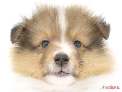 埼玉県のシェットランドシープドッグ (コジマニトリ川越店/2024年4月11日生まれ/男の子/セーブルホワイト)の子犬