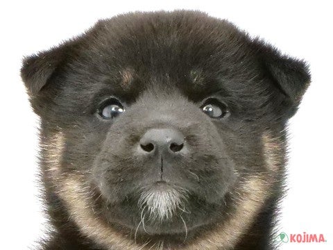 千葉県の柴犬(標準サイズ) (コジマアリオ蘇我店/2024年4月13日生まれ/男の子/黒)の子犬
