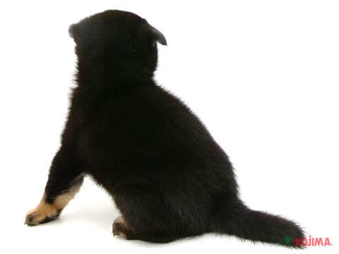 2024年4月13日生まれの柴犬(標準サイズ)の3枚目の写真