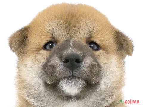 埼玉県の柴犬(標準サイズ) (コジマ和光店/2024年4月15日生まれ/男の子/赤)の子犬