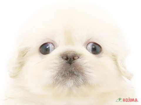 東京都のペキニーズ (コジマアリオ西新井店/2024年4月14日生まれ/男の子/ホワイト)の子犬