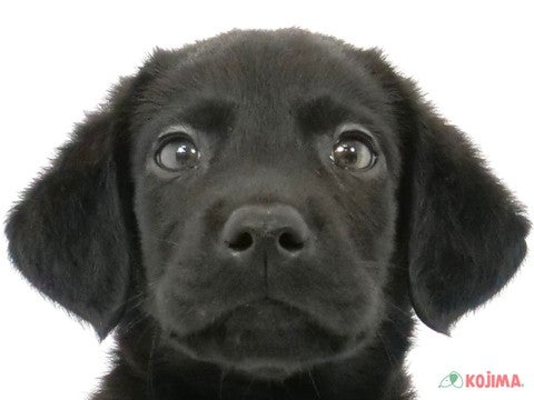 茨城県のラブラドールレトリーバー (コジマイーアスつくば店/2024年4月14日生まれ/男の子/ブラック)の子犬