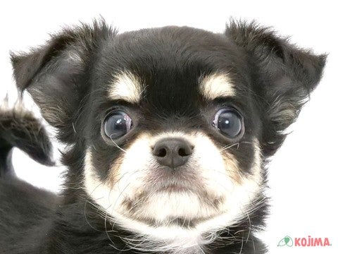 東京都のチワワ(ロング) (コジマ高井戸店/2024年4月12日生まれ/女の子/ブラックタンホワイト)の子犬